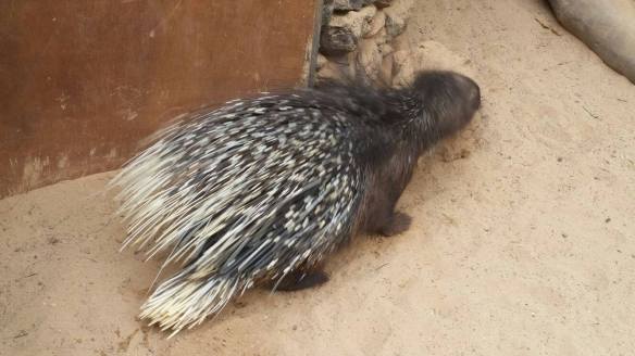 13663435_1029311573851273_1541135817_o